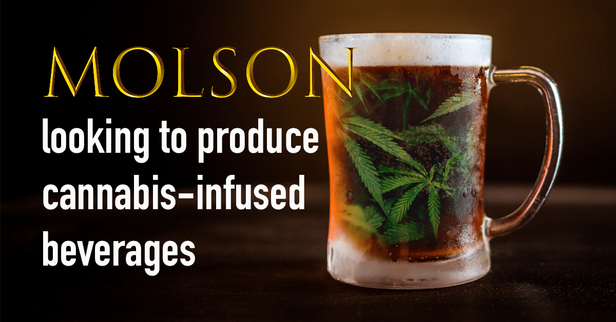 Molson looking to produce cannabis-infused beverages