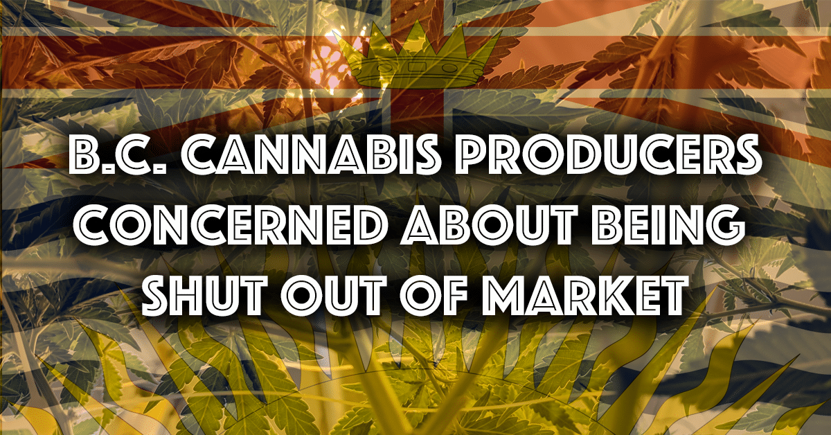 B.C. Cannabis producers concerned about being shut out of market