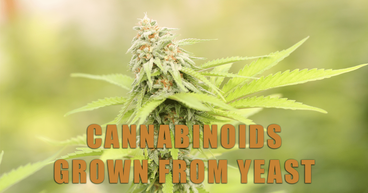 Cannabinoids grown from yeast