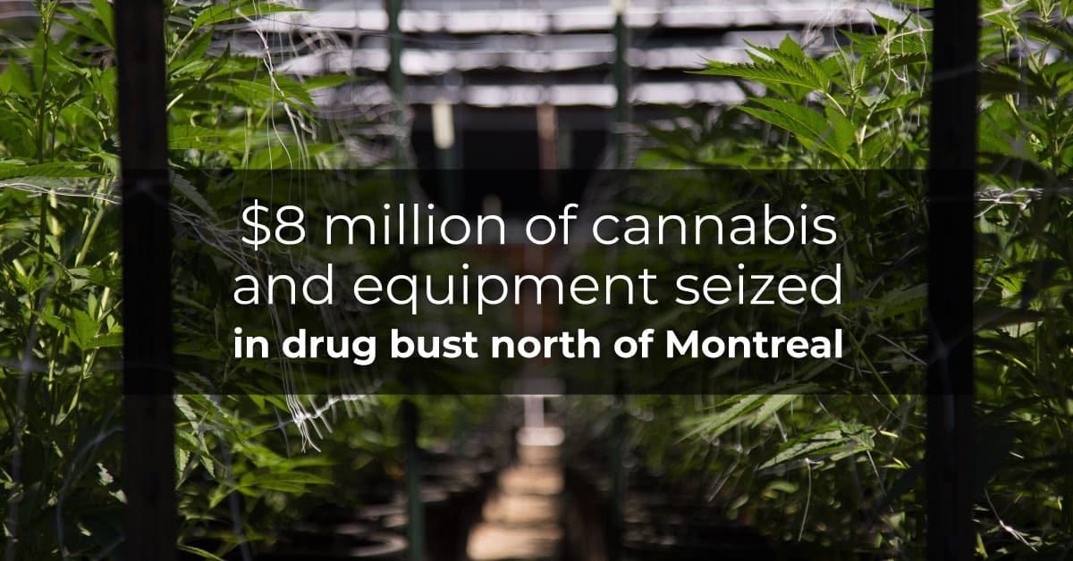 Major illegal cannabis drug bust north of Montreal