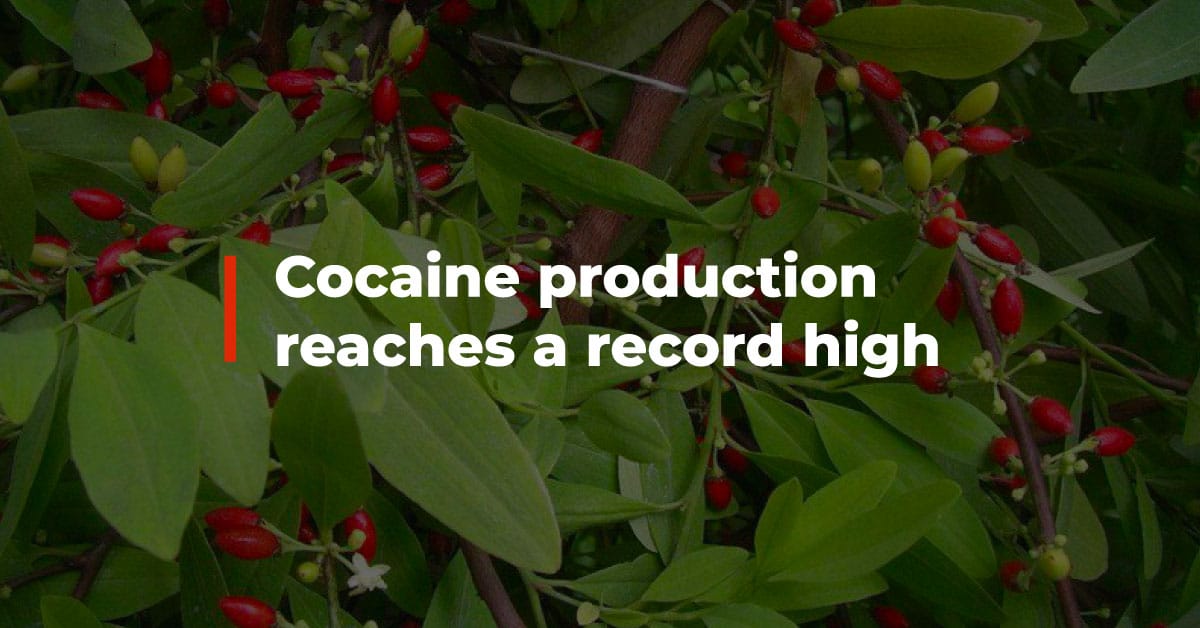 Cocaine production reaches a record high