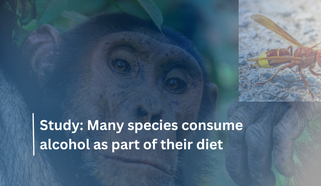 Many species consume alcohol as part of their diet: New Study