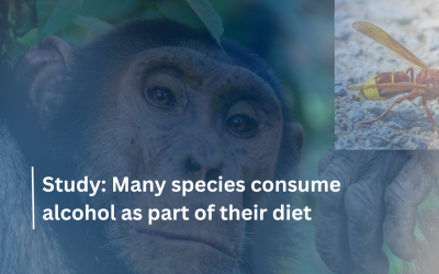 Many species consume alcohol as part of their diet: New Study