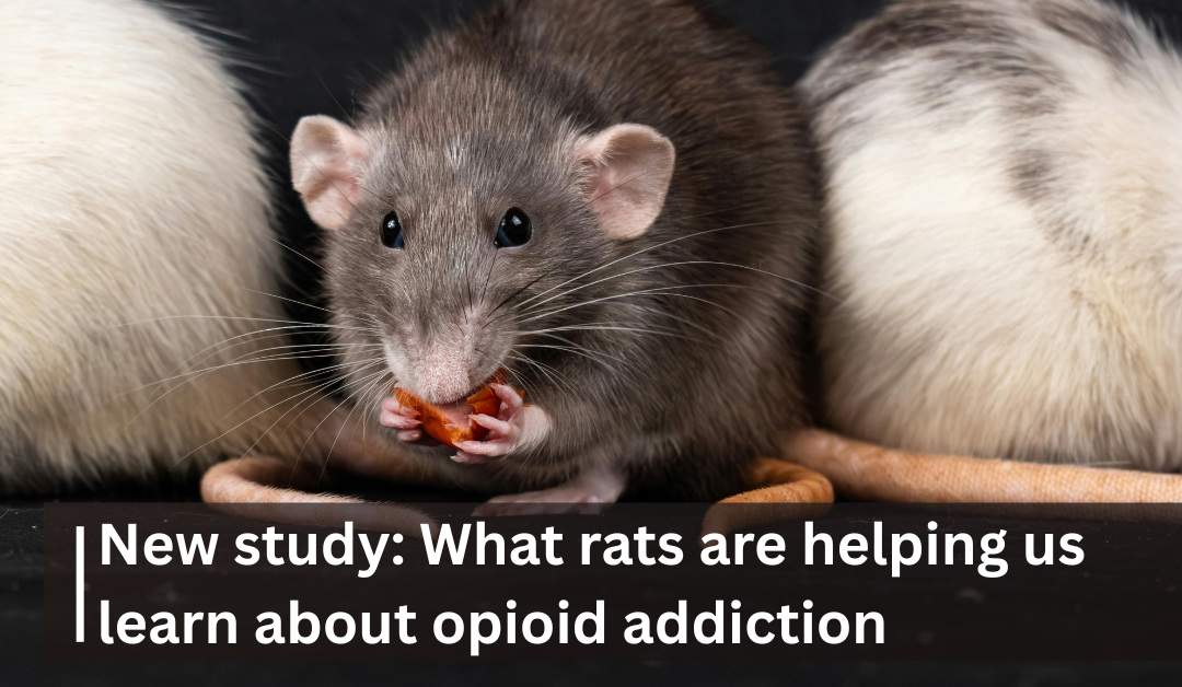 Genetics and heritability of opioid addiction: New study