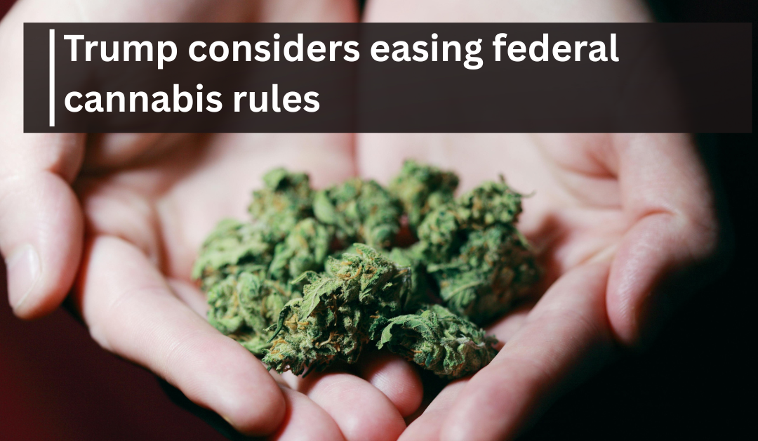 Trump considers easing federal cannabis rules