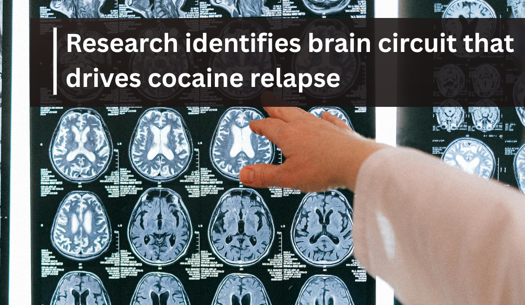 Research identifies brain circuit that drives cocaine relapse