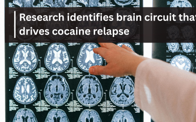 Research identifies brain circuit that drives cocaine relapse