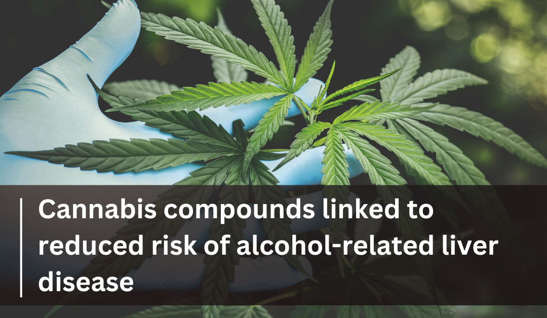 Cannabis compounds linked to reduced risk of alcohol-related liver disease