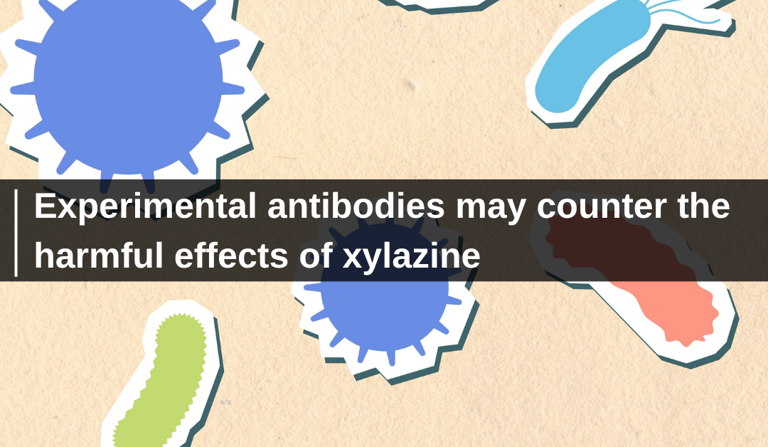 Experimental antibodies may counter the harmful effects of xylazine