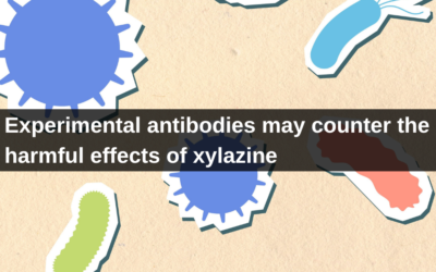 Experimental antibodies may counter the harmful effects of xylazine